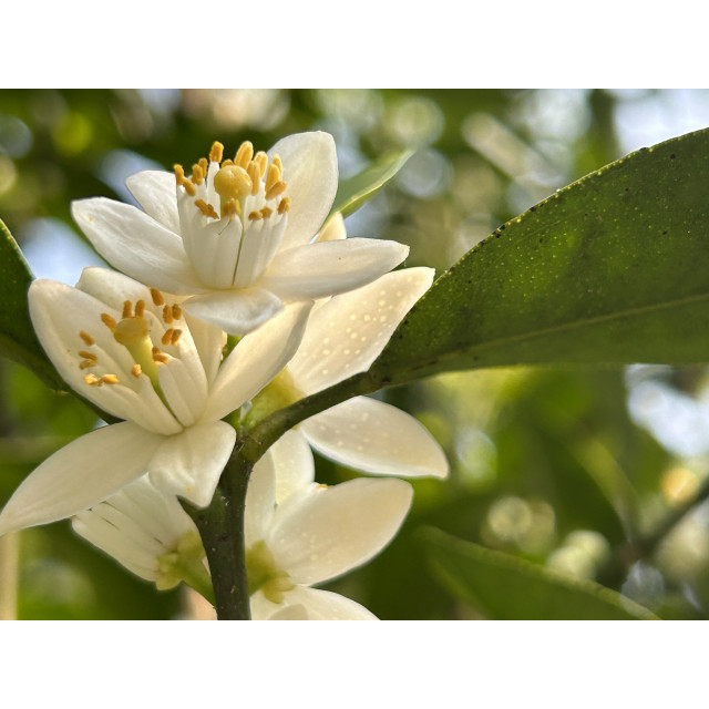 純露｜橙花純露（舒緩平衡・芳療等級）100ml