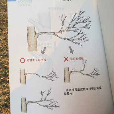 樹木科學系列：《綠化樹木修剪筆記》