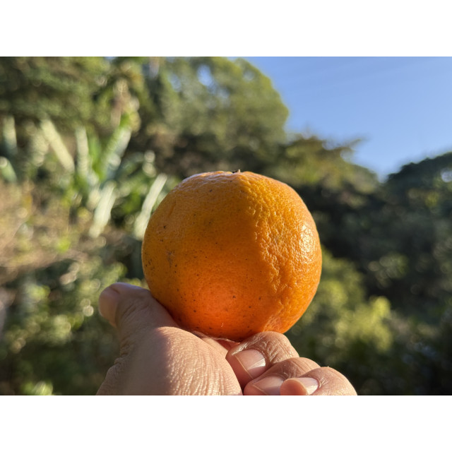 果醋｜陳年椪柑醋（五年熟成・厚實酸香）300ml