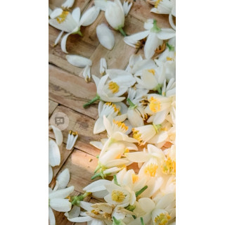 純露｜橙花純露（舒緩平衡・芳療等級）100ml