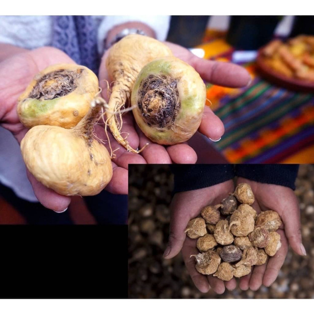 秘魯安地斯 100% 天然瑪卡膠囊（90粒）