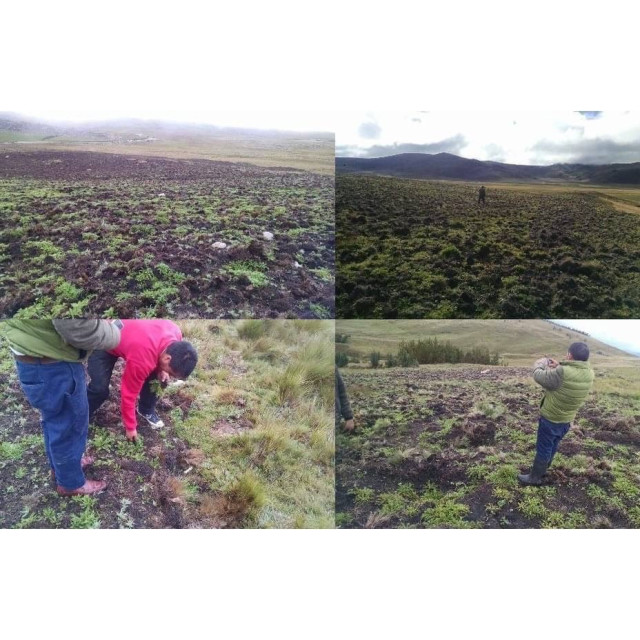 秘魯安地斯 100% 天然瑪卡膠囊（90粒）