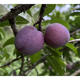 果醋｜紅肉李果醋（二年熟成・酸甜風味）300ml