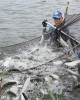 鹽燒虱目魚絲（單包 50g）｜邱家兄弟・十大神農生態養殖