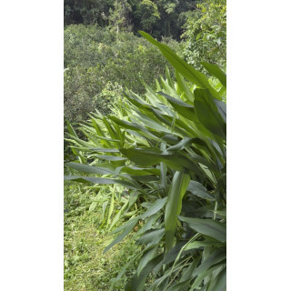 香氛水｜藍薑純露（空間・織品）100ml