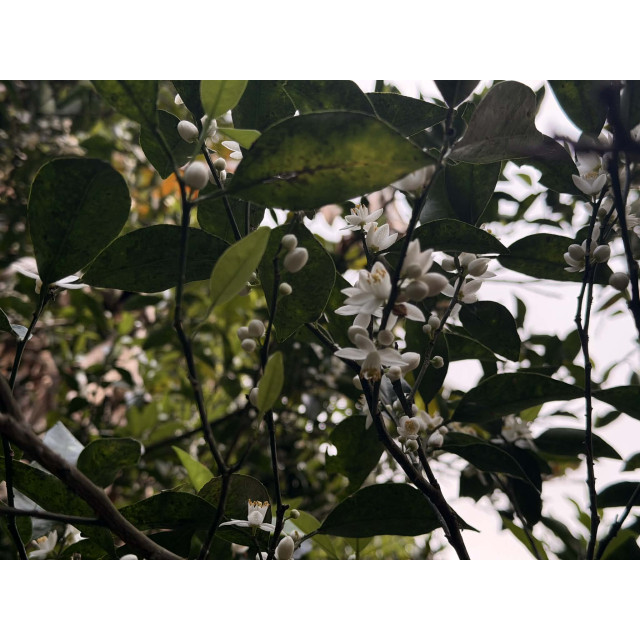 橙花黃茶｜野放橙花窨製 × 自然農法十八年