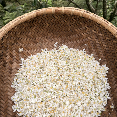 橙花黃茶｜野放橙花窨製 × 自然農法十八年