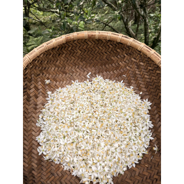橙花黃茶｜野放橙花窨製 × 自然農法十八年