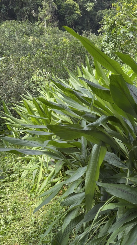 藍薑植株，台中新社自家果園